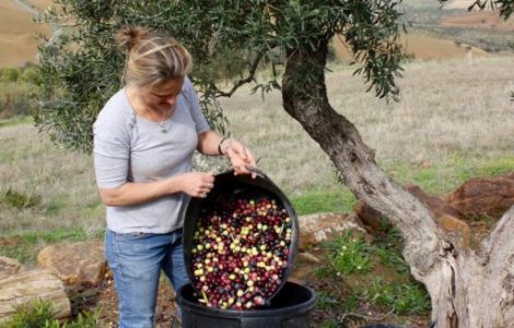Fabulous Fino Olive Oil