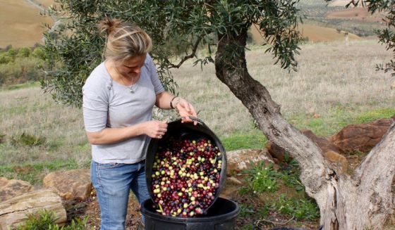Fabulous Fino Olive Oil