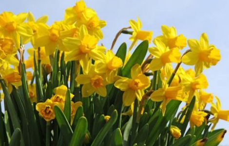 Happy St. David’s Day!