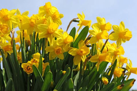 Happy St. David’s Day!
