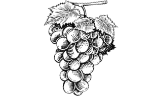 our-drinks-cellar Our Drinks Cellar