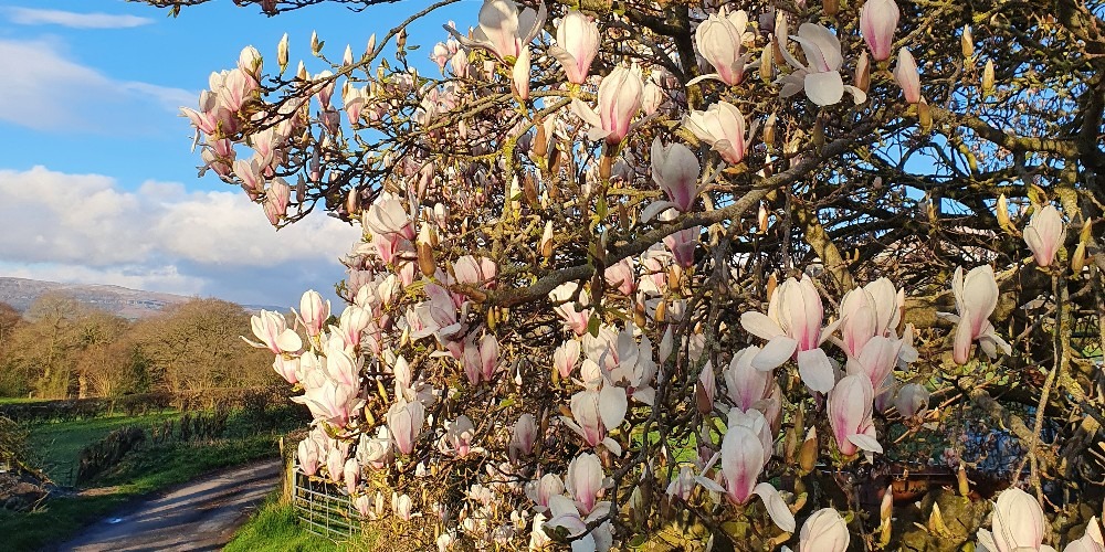 Spring-Easter-Flowers