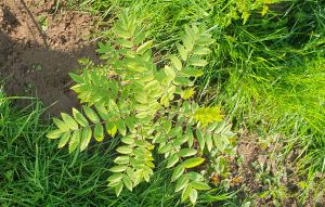 Sustainbility-at-Black-Mountains-Smokery Sustainbility-at-Black-Mountains-Smokery